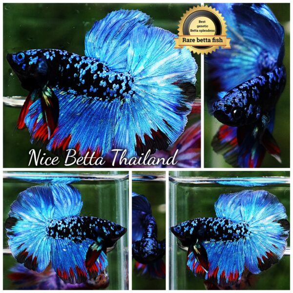Betta Fish Avatar Nebular Blue Black Star (Rare)