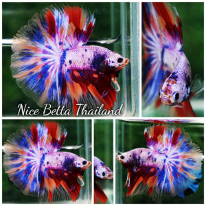 Betta Fish Prince Of Rainbow Magical Pink Candy Marble HM