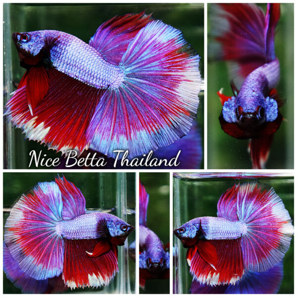 Betta Fish Purple Royal Pony Lavender HM