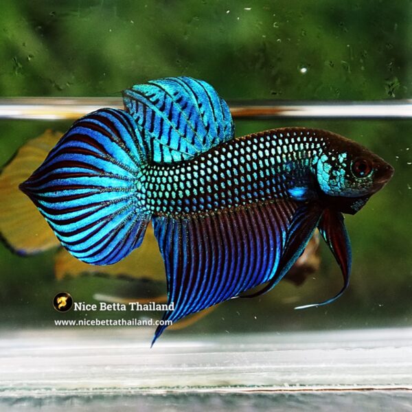 Wild Betta Fish Mahachainis Spade tail - Image 4