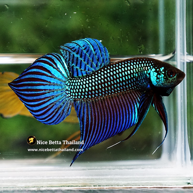 Wild Betta Fish Mahachainis Spade tail