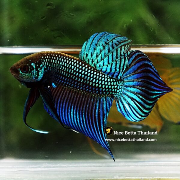 Wild Betta Fish Mahachainis Spade tail - Image 3
