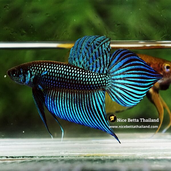 Wild Betta Fish Mahachainis Spade tail - Image 5