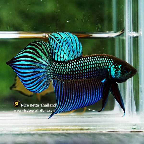 Wild Betta Fish Mahachainis Spade tail - Image 6