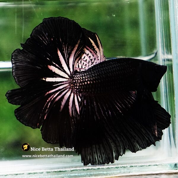 Betta Fish King Black Orchid Hawk OHM - Image 3