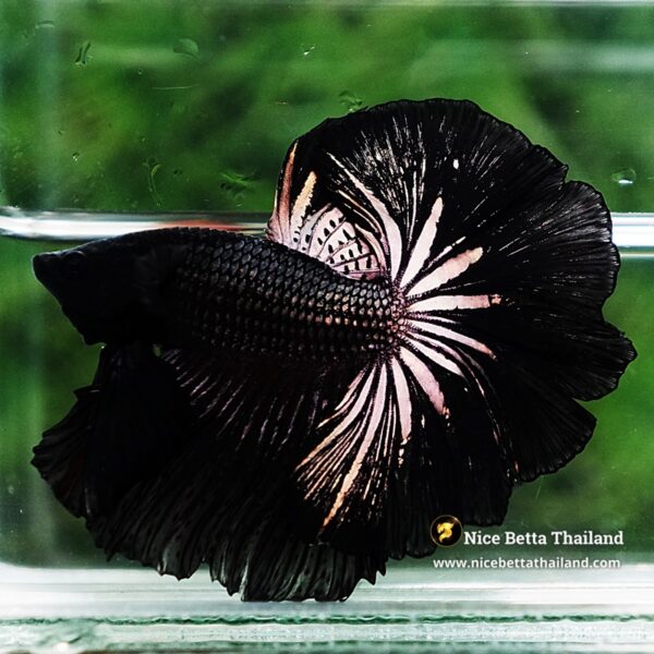 Betta Fish King Black Orchid Hawk OHM - Image 4