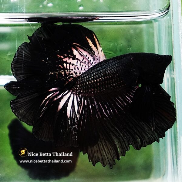 Betta Fish King Black Orchid Hawk OHM - Image 5