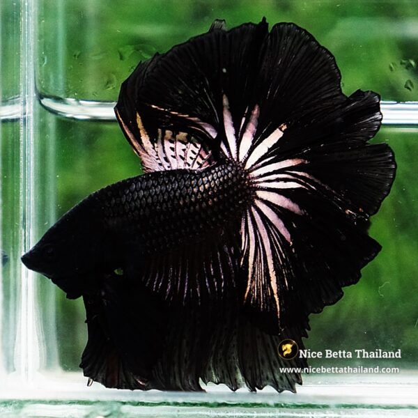 Betta Fish King Black Orchid Hawk OHM - Image 7