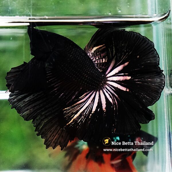 Betta Fish King Black Orchid Hawk OHM - Image 8