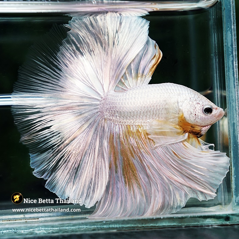 Betta Fish King Of The White Dragon Sparks OHM (Very Large)