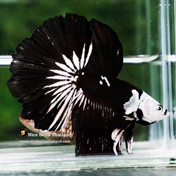 Betta fish Killer Shadow Black Star Full Helmet Samurai (Ultra Rare) HM - Image 3