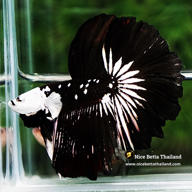 Betta fish Killer Shadow Black Star Full Helmet Samurai (Ultra Rare) HM