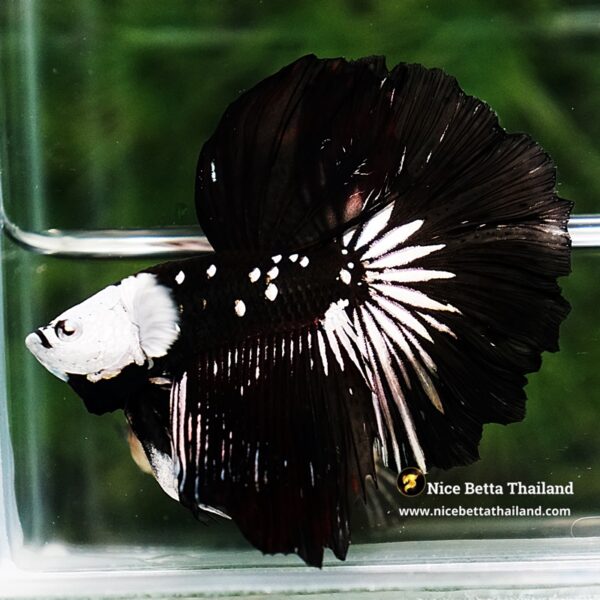 Betta fish Killer Shadow Black Star Full Helmet Samurai (Ultra Rare) HM - Image 4