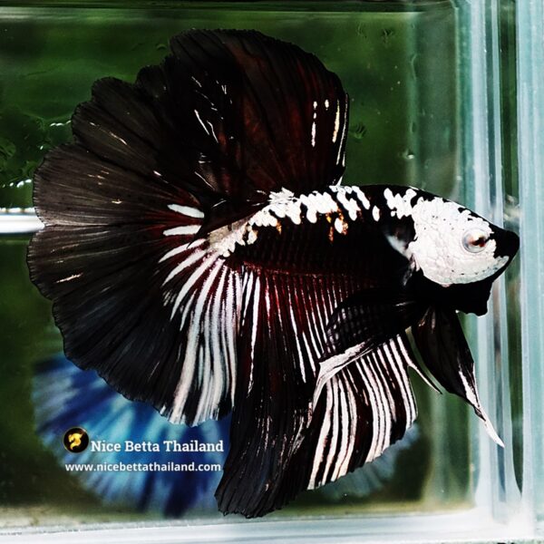 Betta fish Killer Shadow Vampire Samurai Rosetail OHM (Ultra Rare) - Image 3