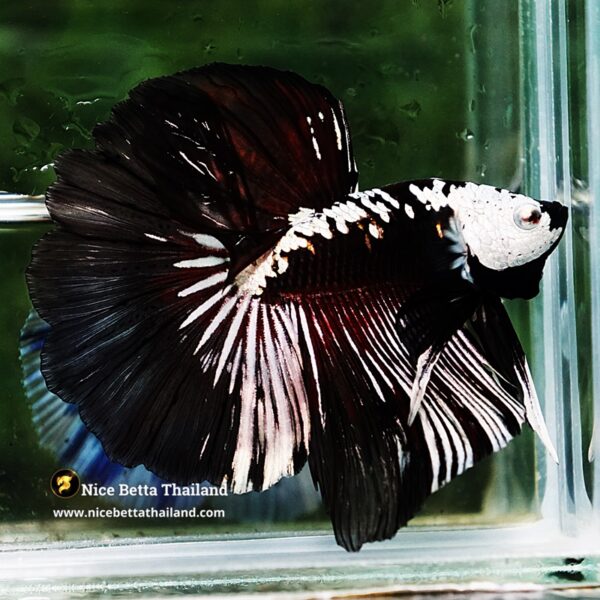 Betta fish Killer Shadow Vampire Samurai Rosetail OHM (Ultra Rare) - Image 5