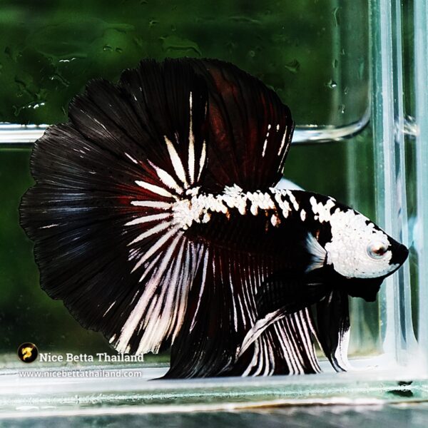 Betta fish Killer Shadow Vampire Samurai Rosetail OHM (Ultra Rare) - Image 7