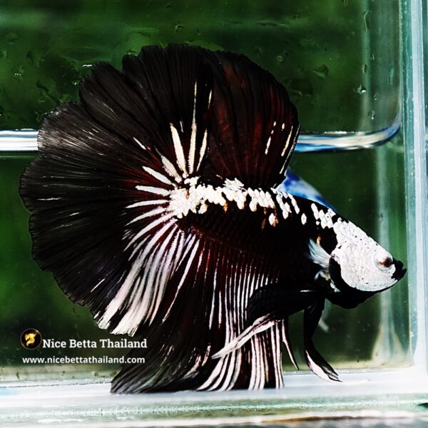 Betta fish Killer Shadow Vampire Samurai Rosetail OHM (Ultra Rare) - Image 9