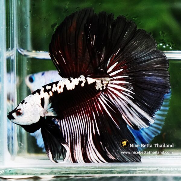 Betta fish Killer Shadow Vampire Samurai Rosetail OHM (Ultra Rare) - Image 8
