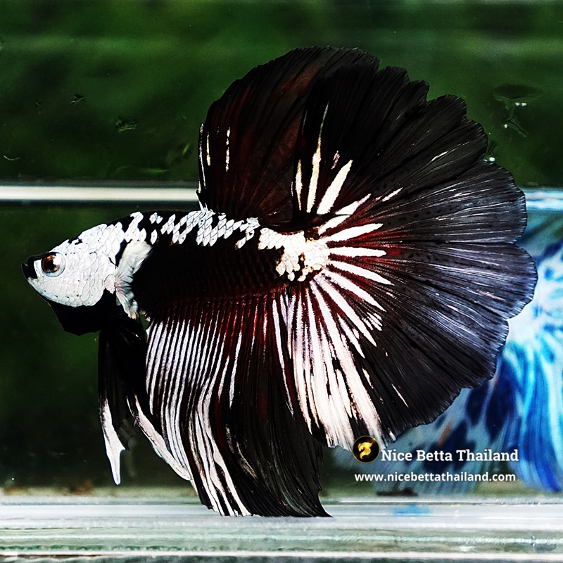 Betta fish Killer Shadow Vampire Samurai Rosetail OHM (Ultra Rare)