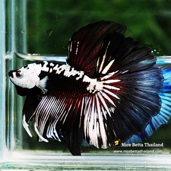 Betta fish Killer Shadow Vampire Samurai Rosetail OHM (Ultra Rare) - Image 6