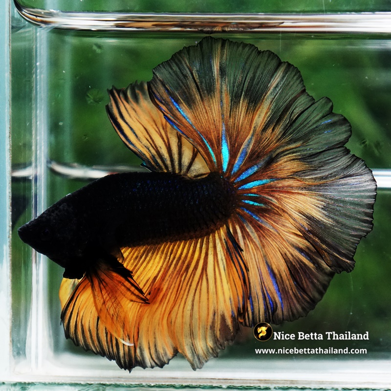 Betta Fish Black Pumpkin Mustard Gas Black Ring Sky Hawk OHM