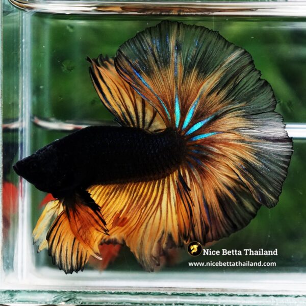 Betta Fish Black Pumpkin Mustard Gas Black Ring Sky Hawk OHM - Image 4