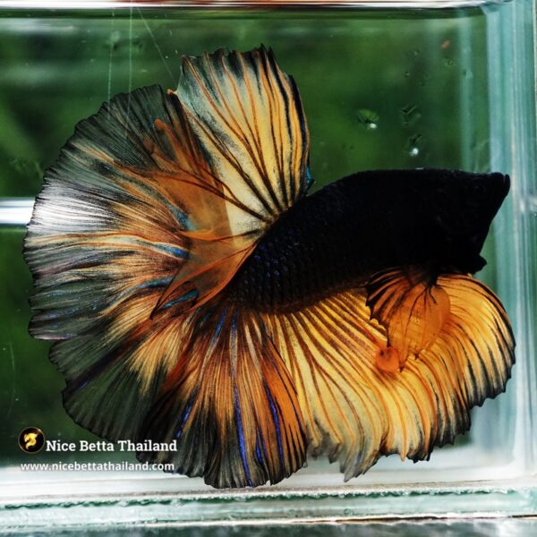 Betta Fish Black Pumpkin Mustard Gas Black Ring Sky Hawk OHM - Image 5