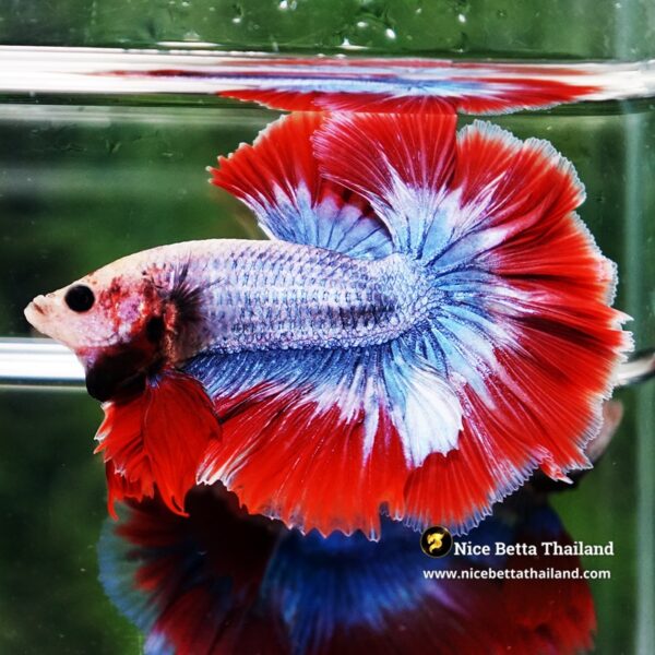 Betta Fish Thailand Flag Sky Hawk OHM - Image 4