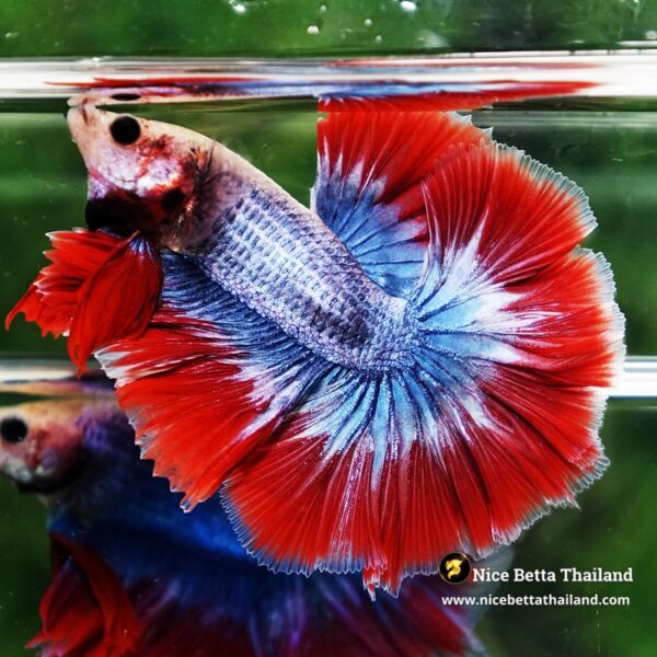 Betta Fish Thailand Flag Sky Hawk OHM - Image 6