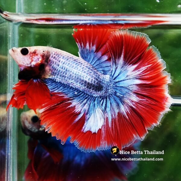 Betta Fish Thailand Flag Sky Hawk OHM - Image 2