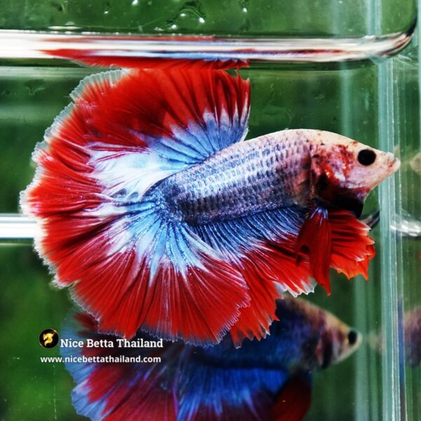 Betta Fish Thailand Flag Sky Hawk OHM - Image 3