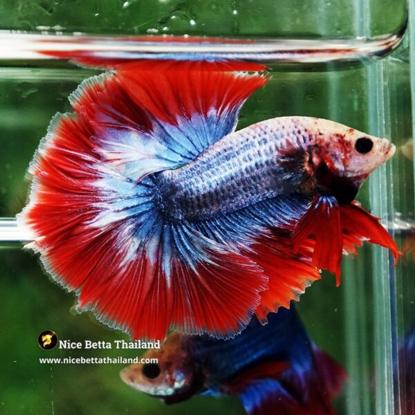 Betta Fish Thailand Flag Sky Hawk OHM - Image 5