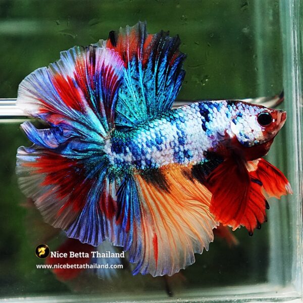 Betta Fish Multicolor Candy Sky Hawk Flower Tail HM - Image 4