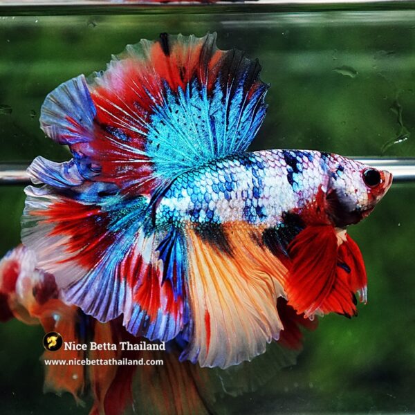 Betta Fish Multicolor Candy Sky Hawk Flower Tail HM - Image 6