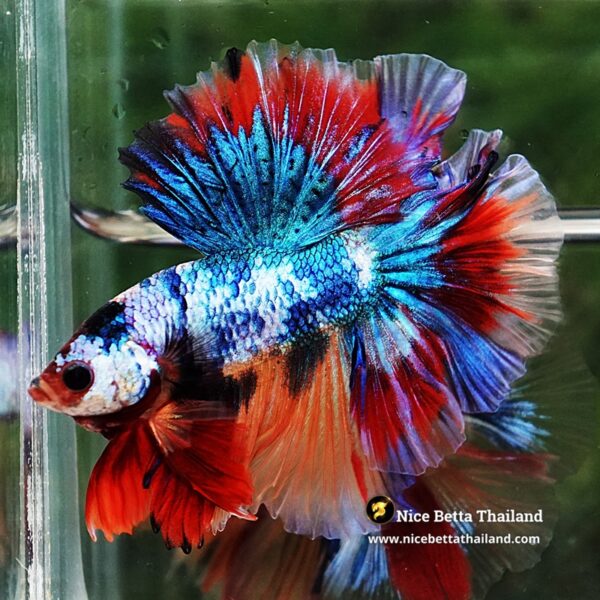 Betta Fish Multicolor Candy Sky Hawk Flower Tail HM - Image 7
