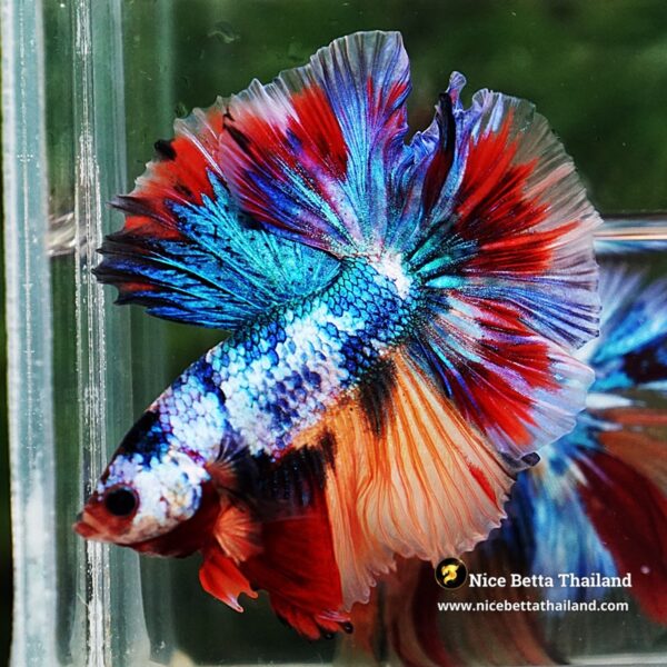 Betta Fish Multicolor Candy Sky Hawk Flower Tail HM - Image 5