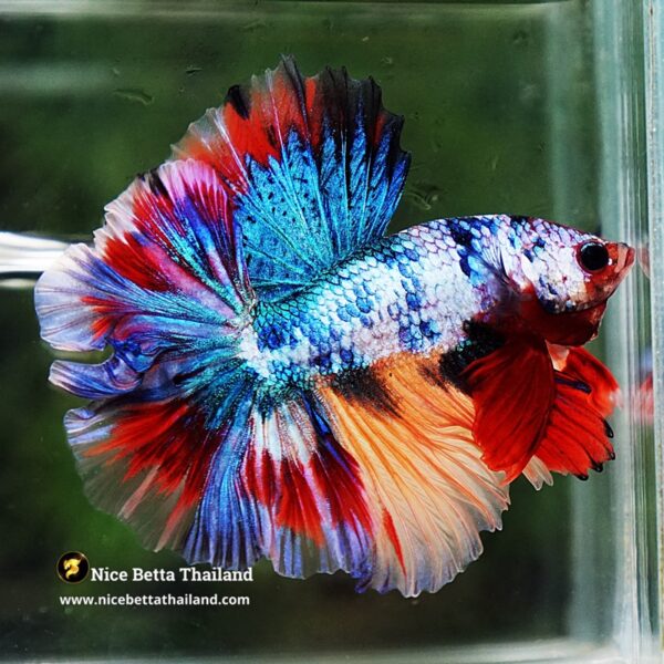 Betta Fish Multicolor Candy Sky Hawk Flower Tail HM - Image 2