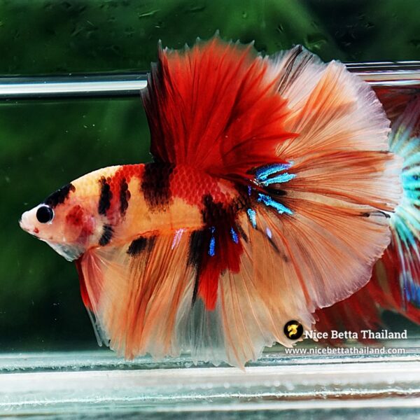 Betta Fish Classic Candy Nemo Rosetail HM - Image 5