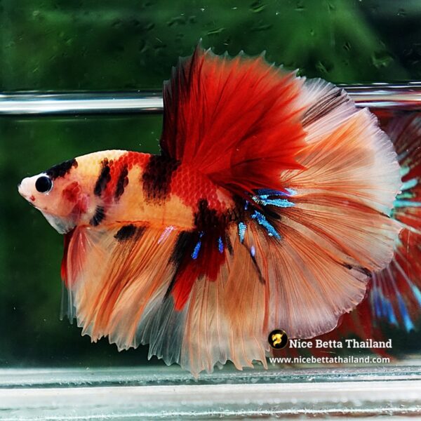 Betta Fish Classic Candy Nemo Rosetail HM - Image 3