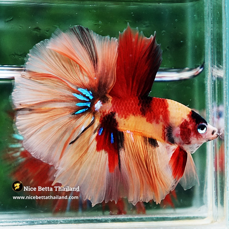 Betta Fish Classic Candy Nemo Rosetail HM