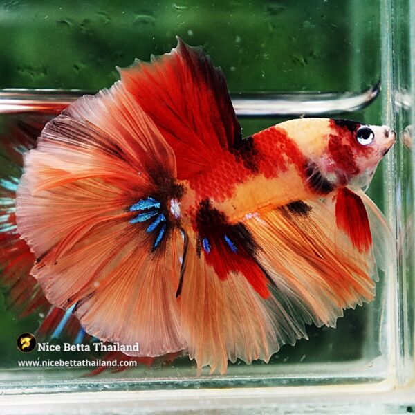 Betta Fish Classic Candy Nemo Rosetail HM - Image 4