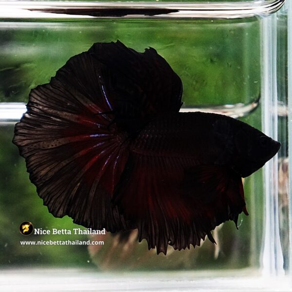 Betta Fish Vamprie Black Hole OHM - Image 3