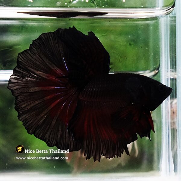 Betta Fish Vamprie Black Hole OHM - Image 5