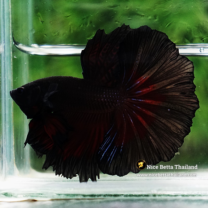 Betta Fish Vamprie Black Hole OHM