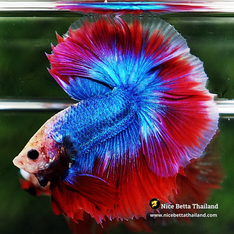Betta Fish Pink Blue Mascot OHM
