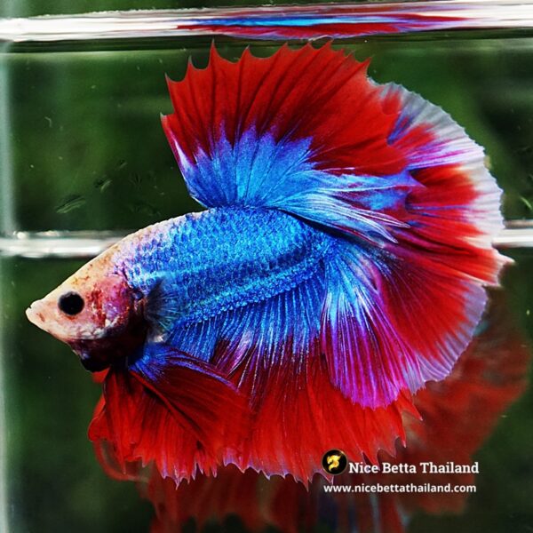 Betta Fish Pink Blue Mascot OHM - Image 6