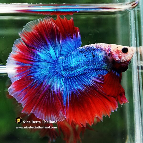 Betta Fish Pink Blue Mascot OHM - Image 3