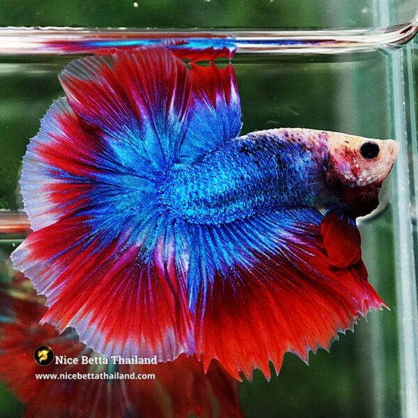 Betta Fish Pink Blue Mascot OHM - Image 5