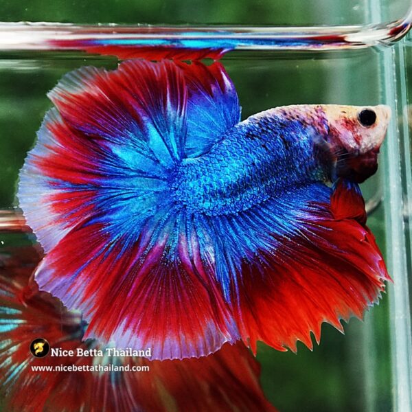 Betta Fish Pink Blue Mascot OHM - Image 7