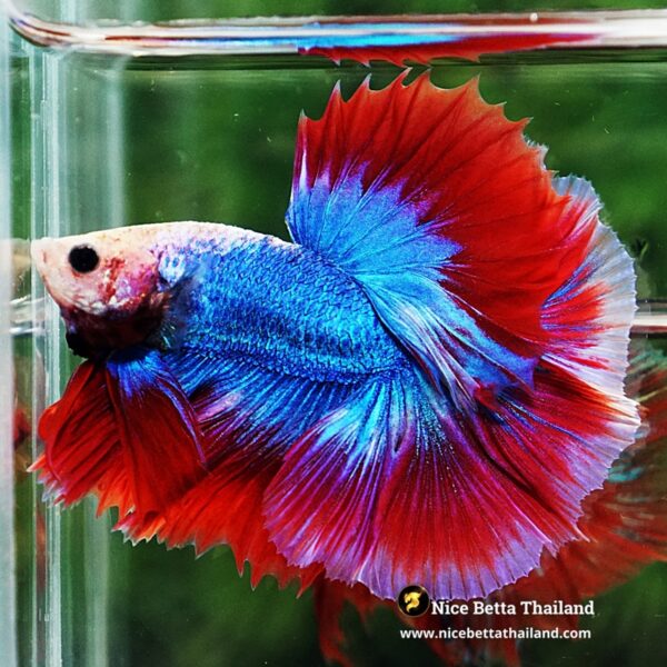 Betta Fish Pink Blue Mascot OHM - Image 4